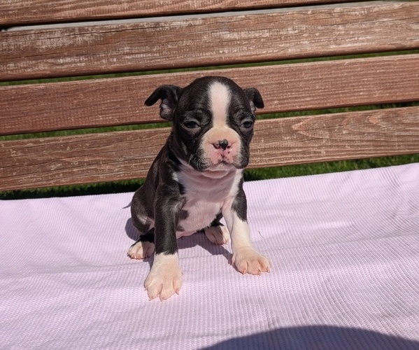 Medium Photo #6 Boston Terrier Puppy For Sale in GOSHEN, IN, USA