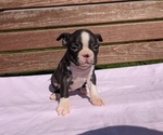 Small #5 Boston Terrier
