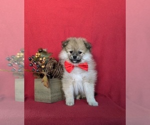 Pomeranian Puppy for sale in CHRISTIANA, PA, USA