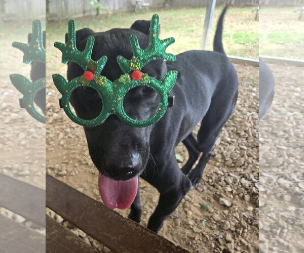 Medium Photo #3 Mutt Puppy For Sale in Jackson, MS, USA