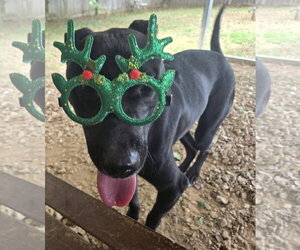 Eric Cartmen - Male Mutt Dog for Adoption - Photo #3