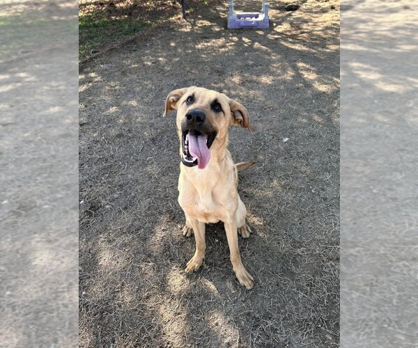 Medium Photo #1 Mastador Puppy For Sale in Evansville, IN, USA