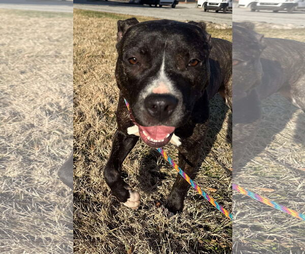 Medium Photo #9 American Pit Bull Terrier-Unknown Mix Puppy For Sale in Germantown, OH, USA