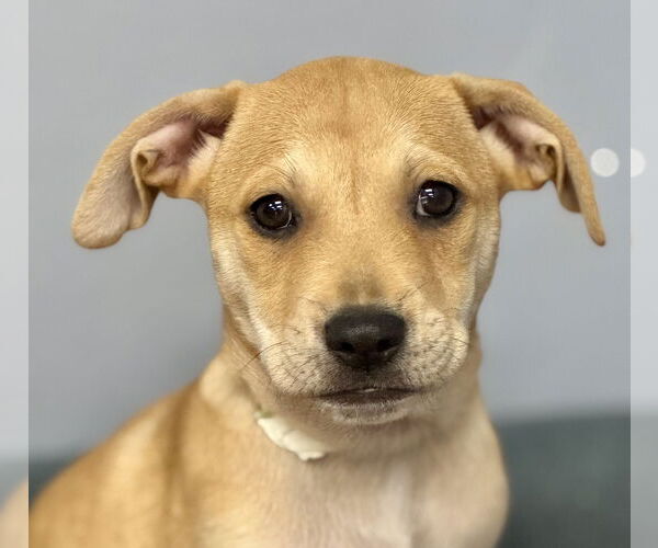 Medium Photo #1 Labrador Retriever-Unknown Mix Puppy For Sale in Jefferson, NJ, USA