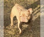 Small Photo #1 French Bulldog Puppy For Sale in NAPLES, FL, USA
