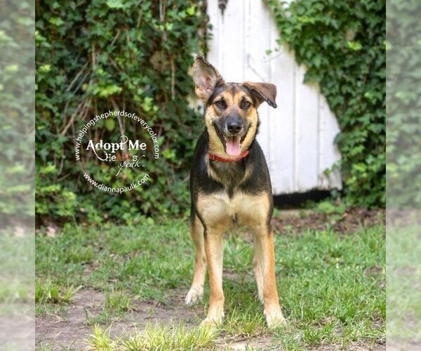 Medium Photo #2 German Shepherd Dog Puppy For Sale in Montgomery, AL, USA