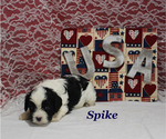 Small #7 Cavapoo