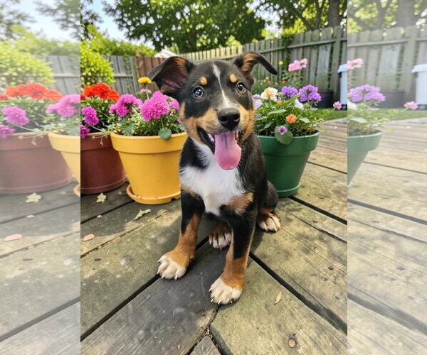 Medium Photo #10 Mutt Puppy For Sale in McKinney, TX, USA