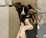 Small #1 Mutt