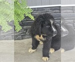 Small #2 Newfoundland
