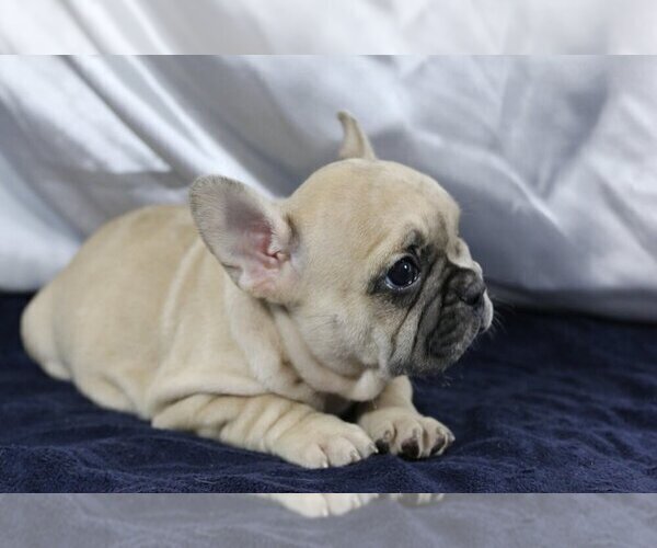 Medium Photo #4 French Bulldog Puppy For Sale in CORAL SPRINGS, FL, USA