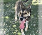 Small #2 Australian Shepherd Mix