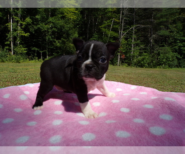 Medium Photo #5 Boston Terrier Puppy For Sale in MONROE, NH, USA