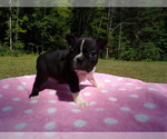Small Photo #21 Boston Terrier Puppy For Sale in MONROE, NH, USA