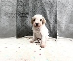 Small #12 Goldendoodle (Miniature)