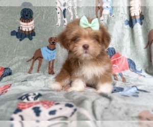 Lhasa Apso Puppy for sale in LAKELAND, FL, USA