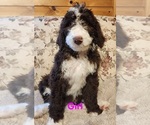 Puppy Pink Bernedoodle