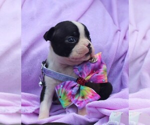 Boston Terrier Puppy for sale in BROOKSVILLE, FL, USA