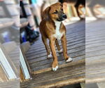 Small Black Mouth Cur-Rhodesian Ridgeback Mix