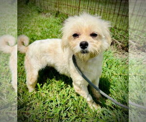 Maltese-Unknown Mix Dogs for adoption in Pacolet, SC, USA