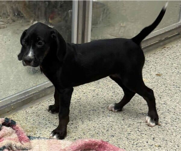 Medium Photo #3 Mutt Puppy For Sale in Mechanicsburg, PA, USA