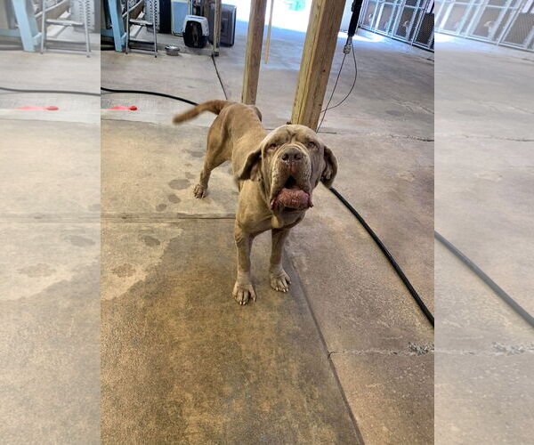 Medium Photo #3 Neapolitan Mastiff Puppy For Sale in Ellisville, MO, USA