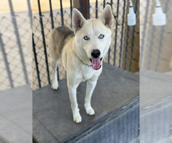 Medium Photo #1 Siberian Husky-Unknown Mix Puppy For Sale in Riverside, CA, USA