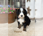 Puppy Peanut Bernedoodle (Miniature)