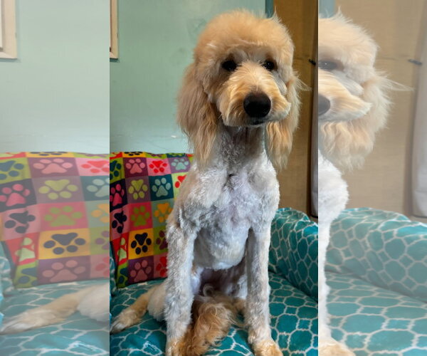 Medium Photo #8 Goldendoodle Puppy For Sale in Pacolet, SC, USA