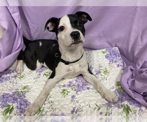 Medium Photo #1 Staffordshire Bull Terrier-Unknown Mix Puppy For Sale in Modesto, CA, USA