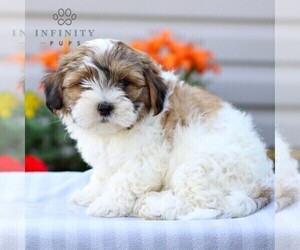 ShihPoo Puppy for sale in GORDONVILLE, PA, USA