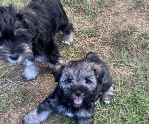 Schnauzer (Miniature) Puppy for sale in LIVERMORE, CA, USA