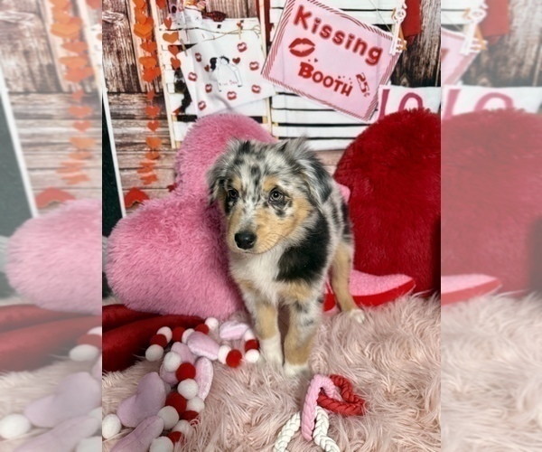 Medium Photo #14 Australian Shepherd Puppy For Sale in NEW BRAUNFELS, TX, USA