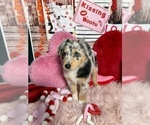 Small Photo #14 Australian Shepherd Puppy For Sale in NEW BRAUNFELS, TX, USA