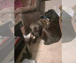 Mother of the Cane Corso puppies born on 10/23/2021