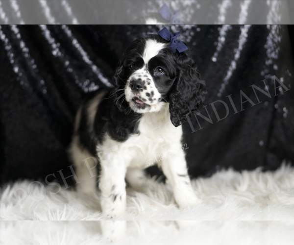 Medium Photo #15 Cocker Spaniel Puppy For Sale in WARSAW, IN, USA