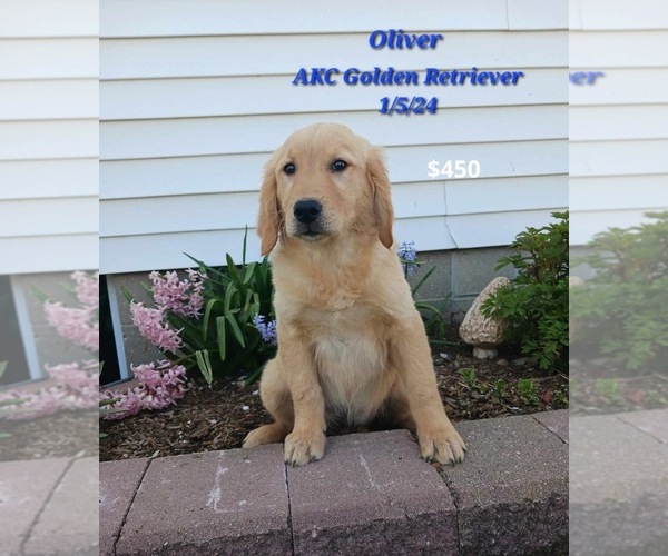 Medium Photo #1 Golden Retriever Puppy For Sale in TOPEKA, IN, USA
