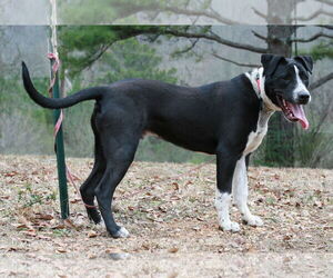 Oliver - Male Great Dane-Pointer Mix Dog for Adoption - Photo #6