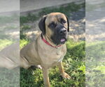 Small #3 Mastiff