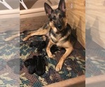 Small Photo #3 German Shepherd Dog Puppy For Sale in COLUMBIA, MO, USA
