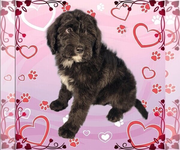 Medium Photo #31 Bernedoodle Puppy For Sale in BLACK FOREST, CO, USA