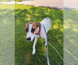 Mutt Dogs for adoption in Gilberts, IL, USA