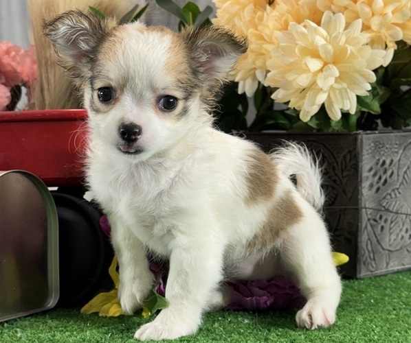 Medium Photo #6 Chihuahua Puppy For Sale in CANOGA, NY, USA