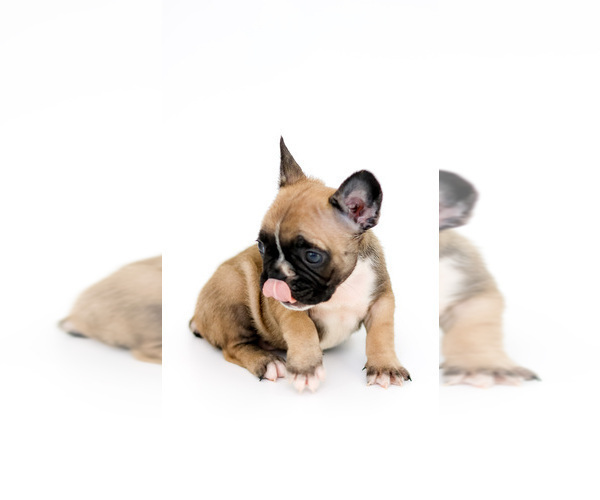 Medium Photo #4 French Bulldog Puppy For Sale in BRANDON, FL, USA