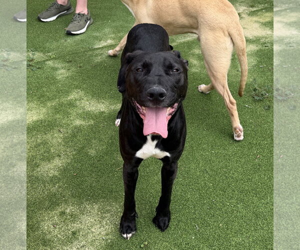 Medium Photo #10 Labrador Retriever-Unknown Mix Puppy For Sale in The Woodlands, TX, USA