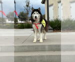Small #3 Siberian Husky