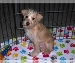 Small #6 Schnoodle (Miniature)