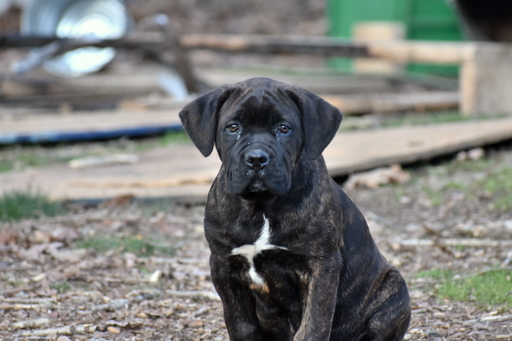 Medium Photo #1 Cane Corso Puppy For Sale in RICHMOND, VA, USA