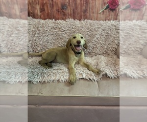 Medium Golden Labrador