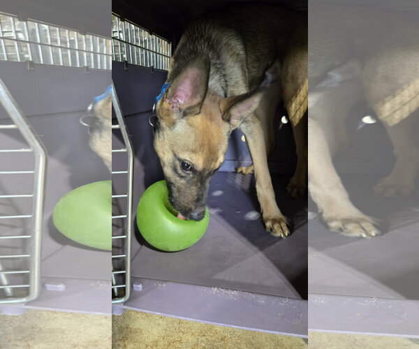 Medium Photo #2 German Shepherd Dog-Unknown Mix Puppy For Sale in Centreville, VA, USA